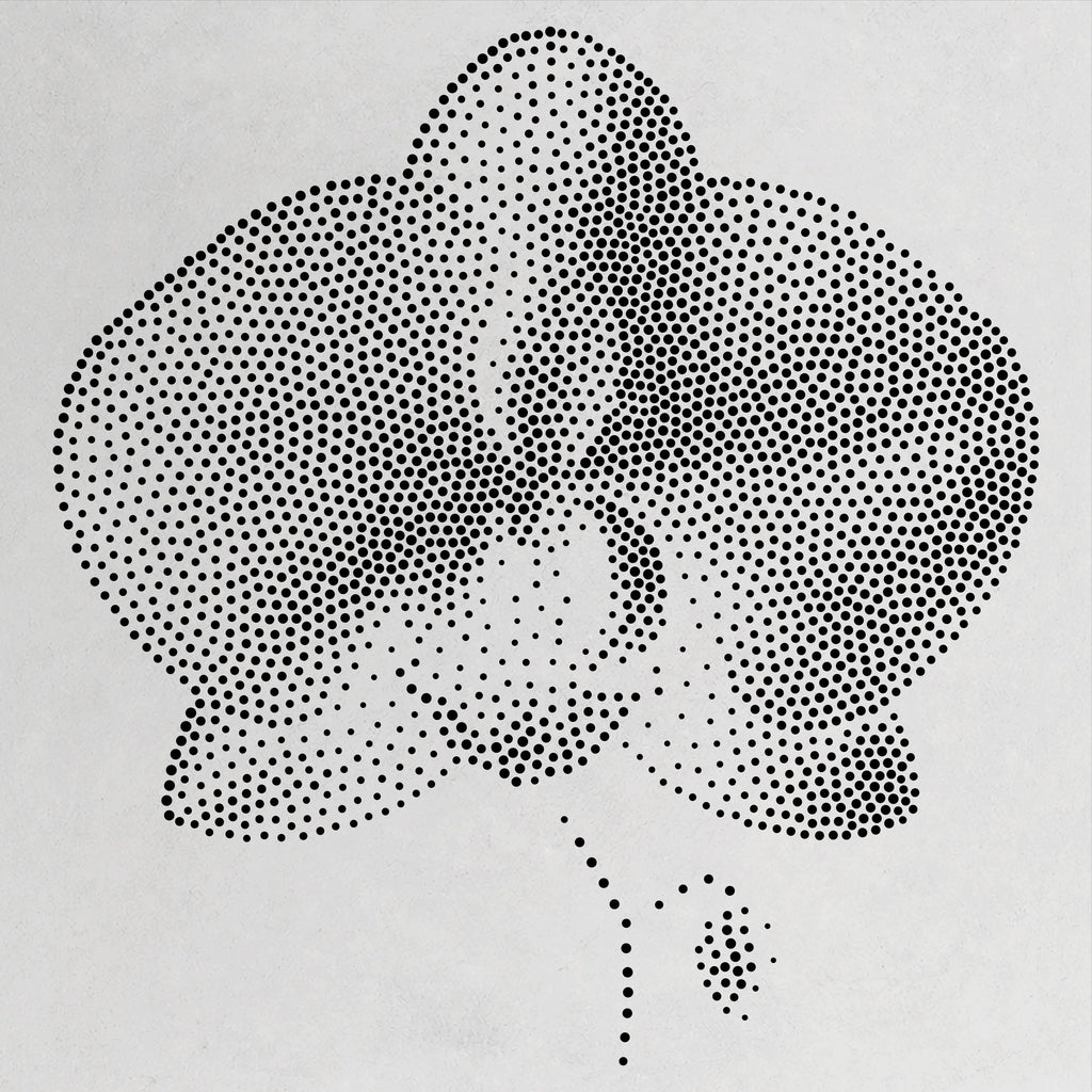 Orchid Flower Stencil | Realistic Mylar Stipple Wall Art, Crafts (Large - 300mm / 12" approx)