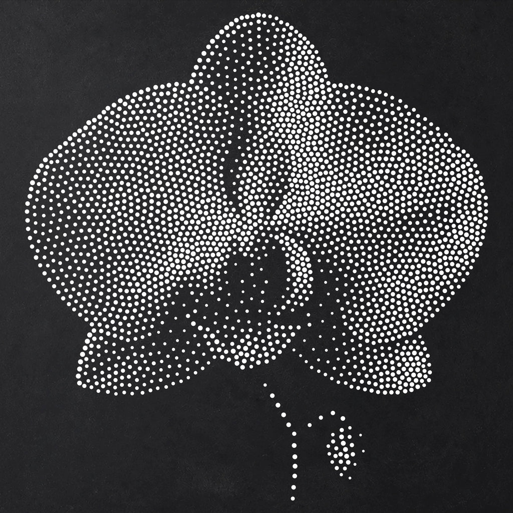 Orchid Flower Stencil | Realistic Mylar Stipple Wall Art, Crafts (Large - 300mm / 12" approx)