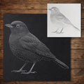 Blackbird Bird Stencil reusable Mylar stencil, 300 x 300 mm