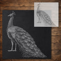 Peacock Stencil reusable Mylar stencil, 300 x 300 mm