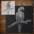 Macaw Parrot Stencil reusable Mylar stencil, 300 x 300 mm