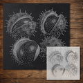 Conkers in Husks Stencil reusable Mylar stencil, 300 x 300 mm